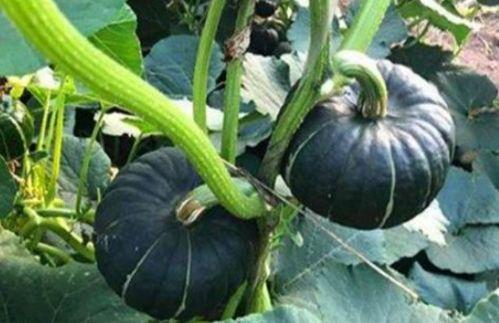 网红小千禧吃瓜是真的吗,真相揭秘 第1张 网红小千禧吃瓜是真的吗,真相揭秘 第1张